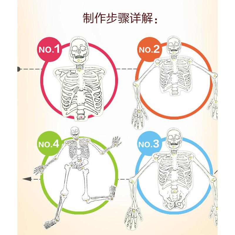 【夜市王】人體骨骼模型拼裝 diy實驗材料手工包 人體骨骼模型49元-細節圖2