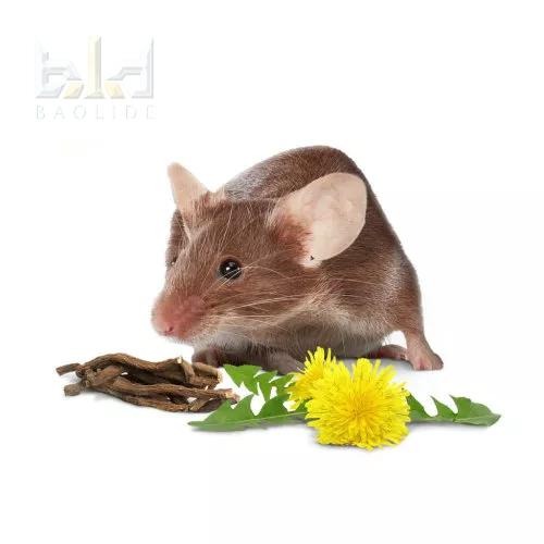 【現貨+免運】 LittleOne 蒲公英根 榛果枝 倉鼠用品 倉鼠磨牙棒 磨牙用品 倉鼠 天竺鼠 黃金鼠 蜜袋鼯小動物-細節圖2