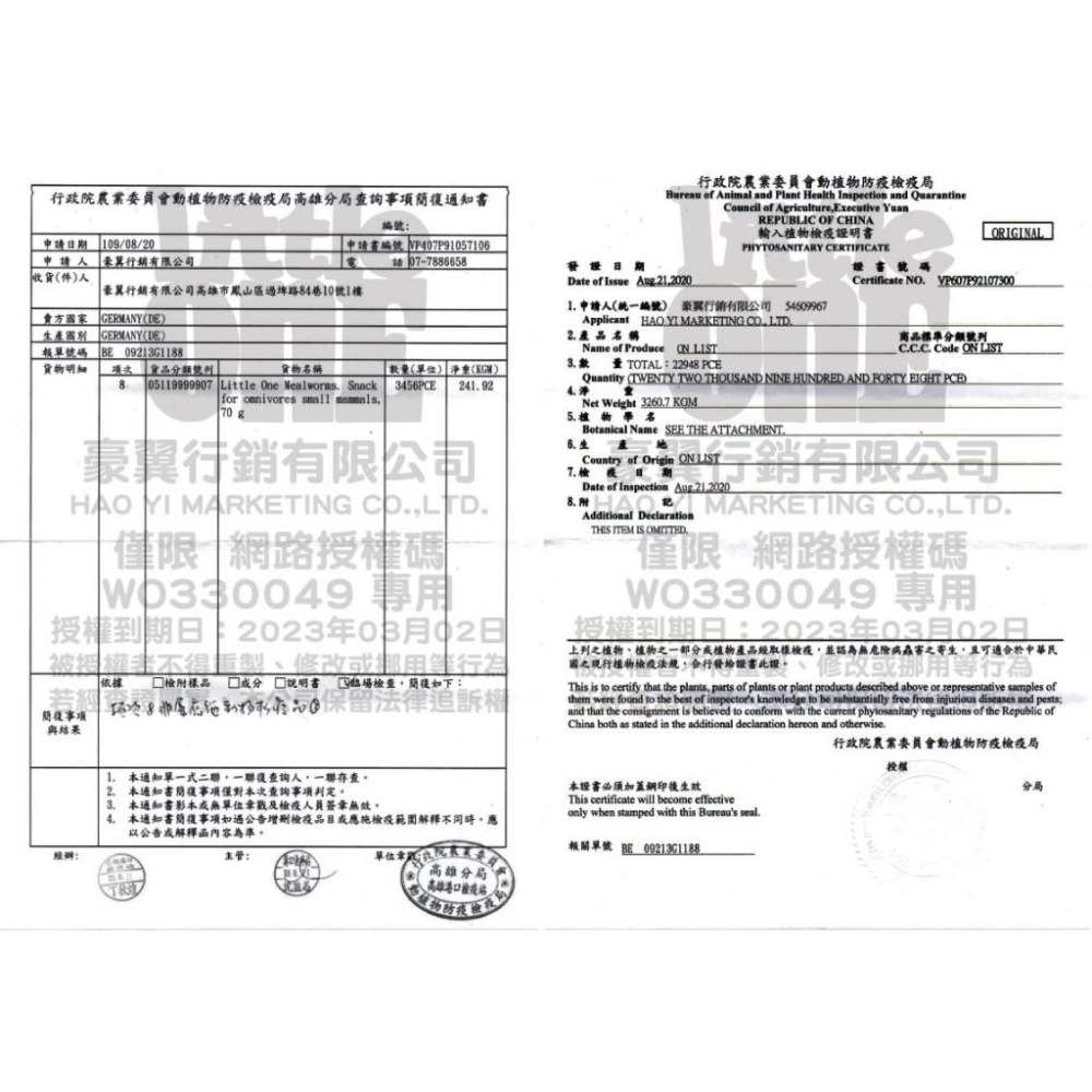 【現貨+免運】 LittleOne 蒲公英根 榛果枝 倉鼠用品 倉鼠磨牙棒 磨牙用品 倉鼠 天竺鼠 黃金鼠 蜜袋鼯小動物-細節圖6