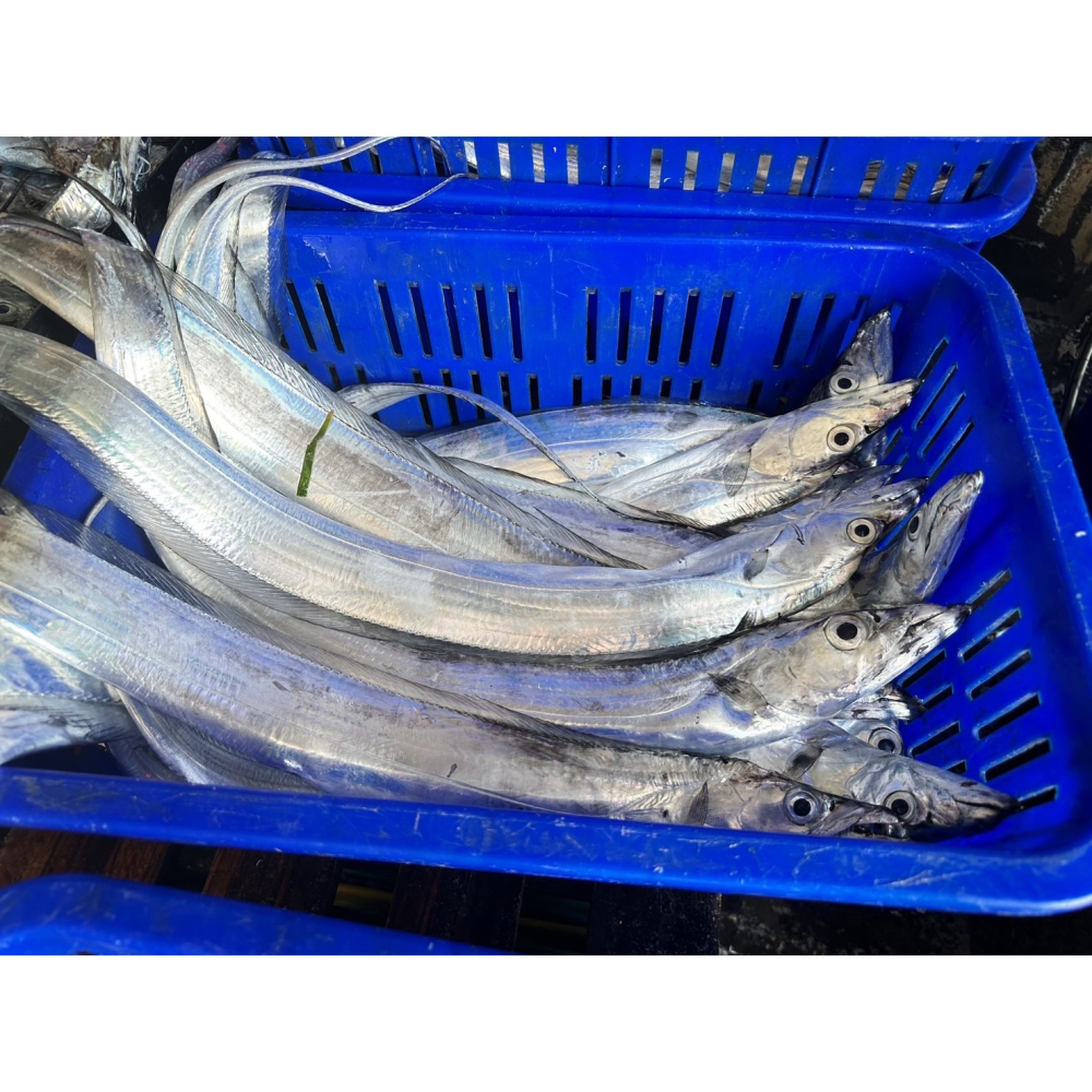 現流白帶魚切塊-細節圖2