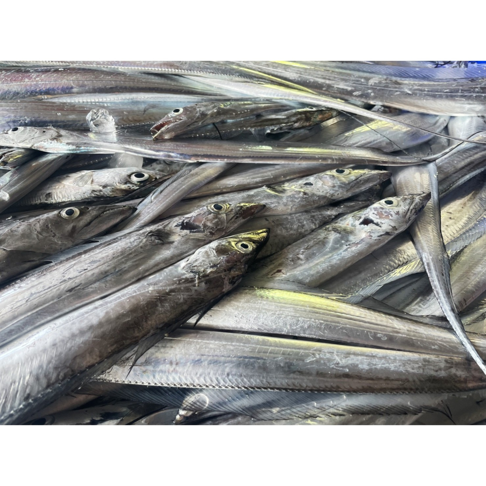 現流白帶魚切塊-細節圖3
