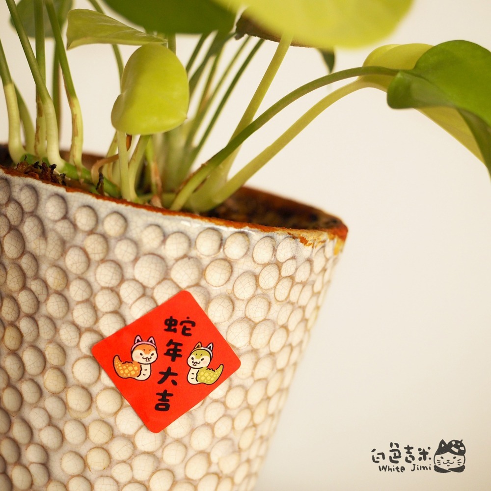 【白色吉米】- 蛇貓都好 小春聯防水圖鑑貼紙-細節圖3