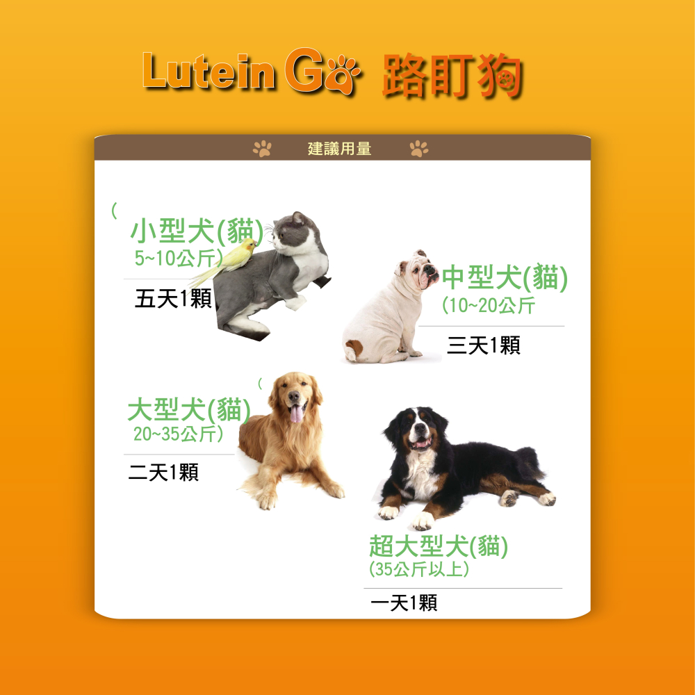 路盯狗 30顆-細節圖5