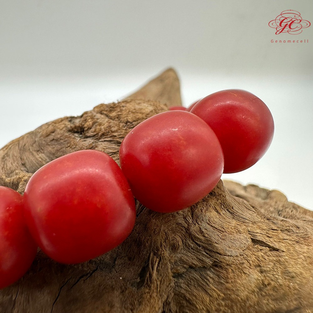 【肌容雪】硃砂單圈手串 編號C21-細節圖4