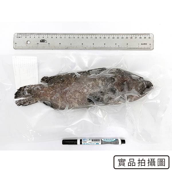 珍珠龍虎斑500-600G【南洄生鮮】-細節圖2