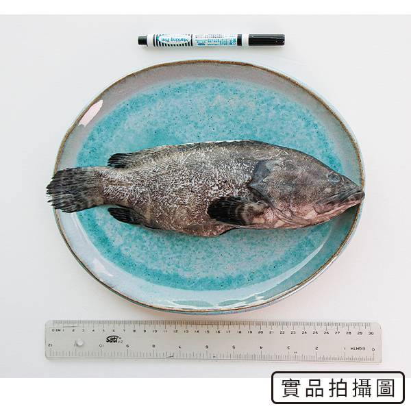 珍珠龍虎斑500-600G【南洄生鮮】-細節圖3