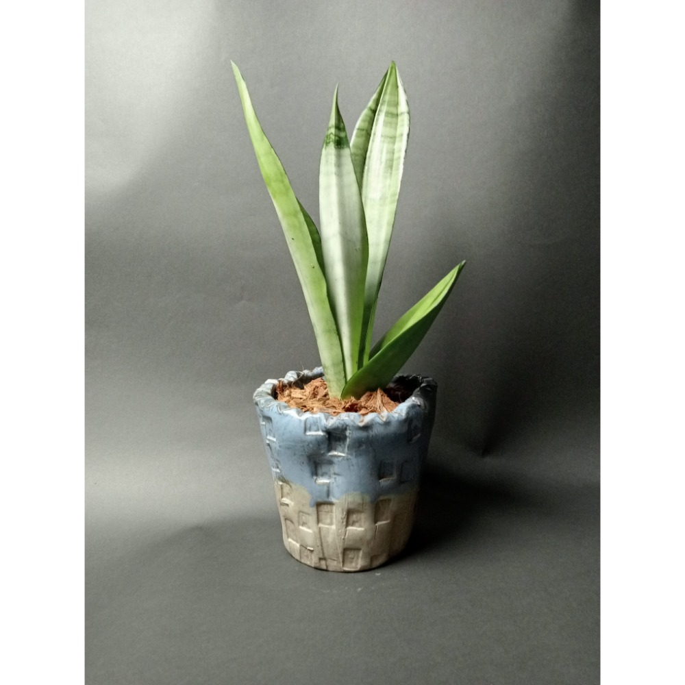 +方格盆(總高40CM)