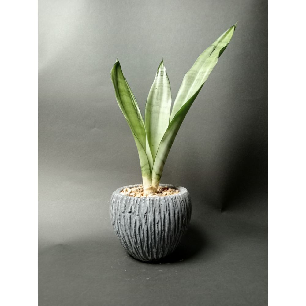 +小圓盆(總高35CM)