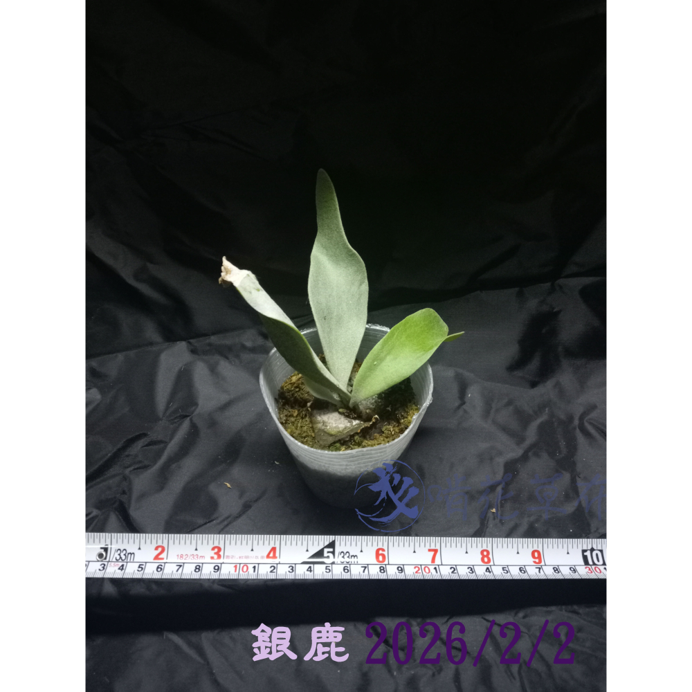 銀鹿鹿角蕨/新手上手好養/入門款/室內植物-細節圖2