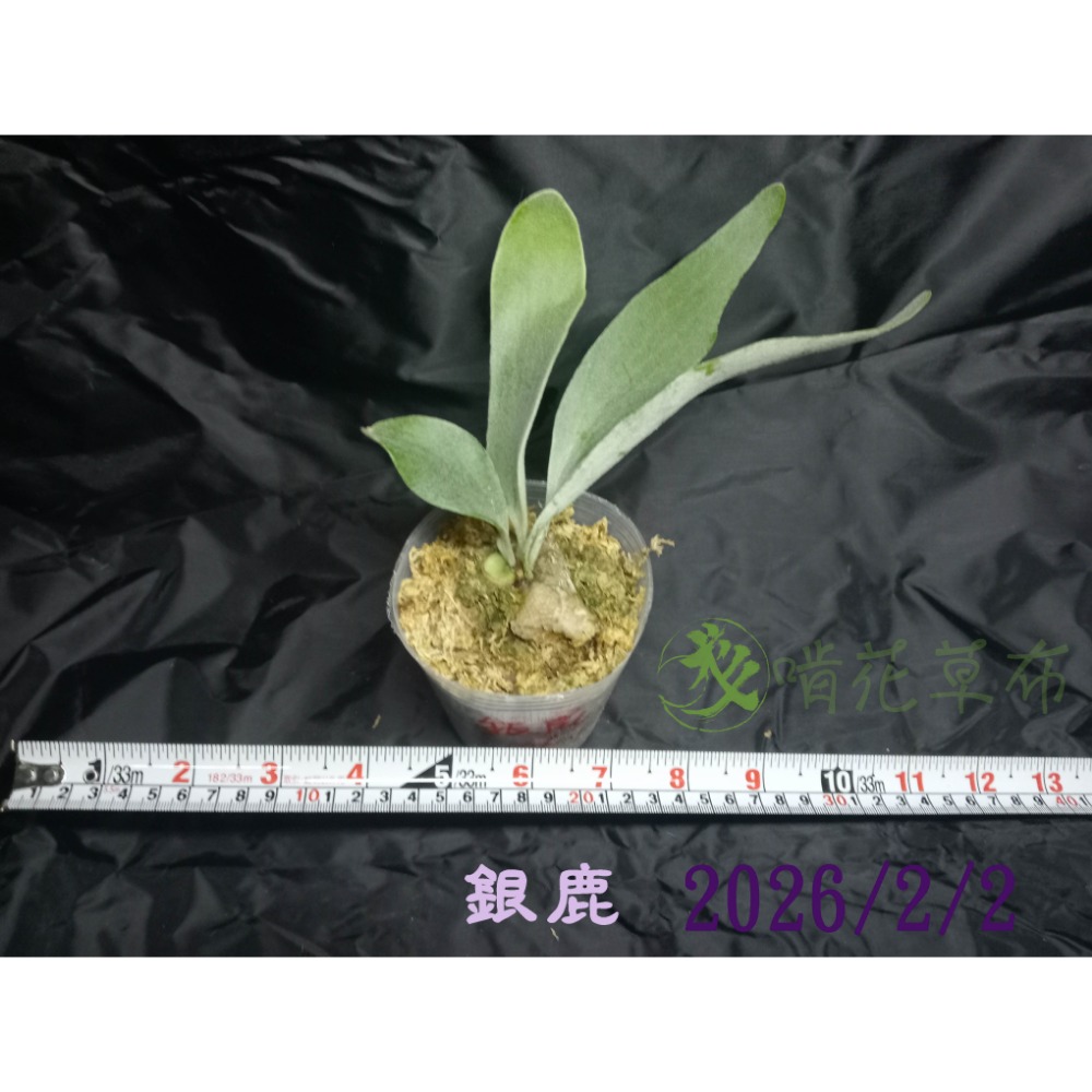 銀鹿鹿角蕨/新手上手好養/入門款/室內植物-規格圖3