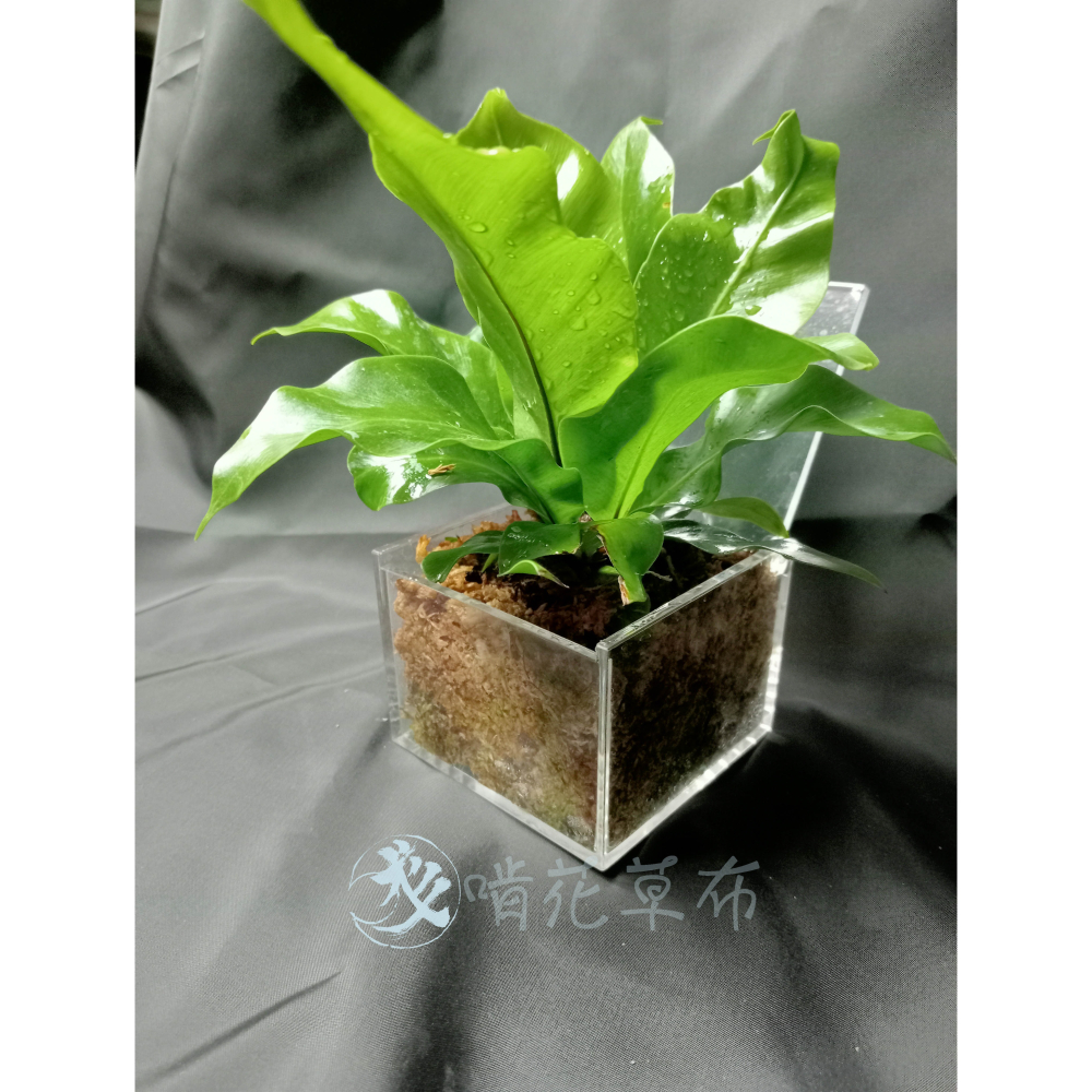 辦公室盆栽/室內盆栽/淨化空氣/山蘇/多肉植物/波士頓蕨/聖誕禮物-細節圖2