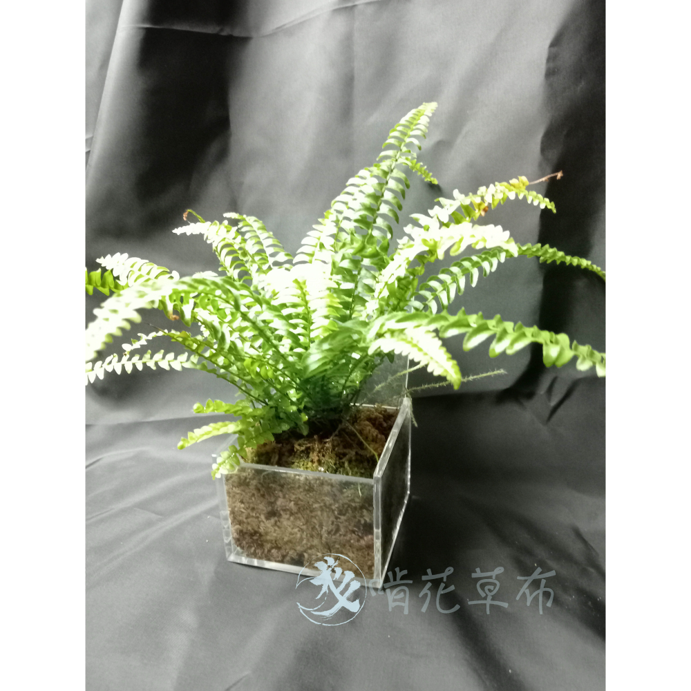 辦公室盆栽/室內盆栽/淨化空氣/山蘇/多肉植物/波士頓蕨/聖誕禮物-細節圖4