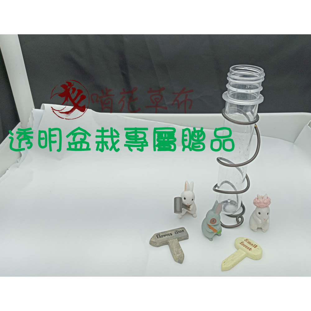 辦公室盆栽/室內盆栽/淨化空氣/山蘇/多肉植物/波士頓蕨/聖誕禮物-細節圖5