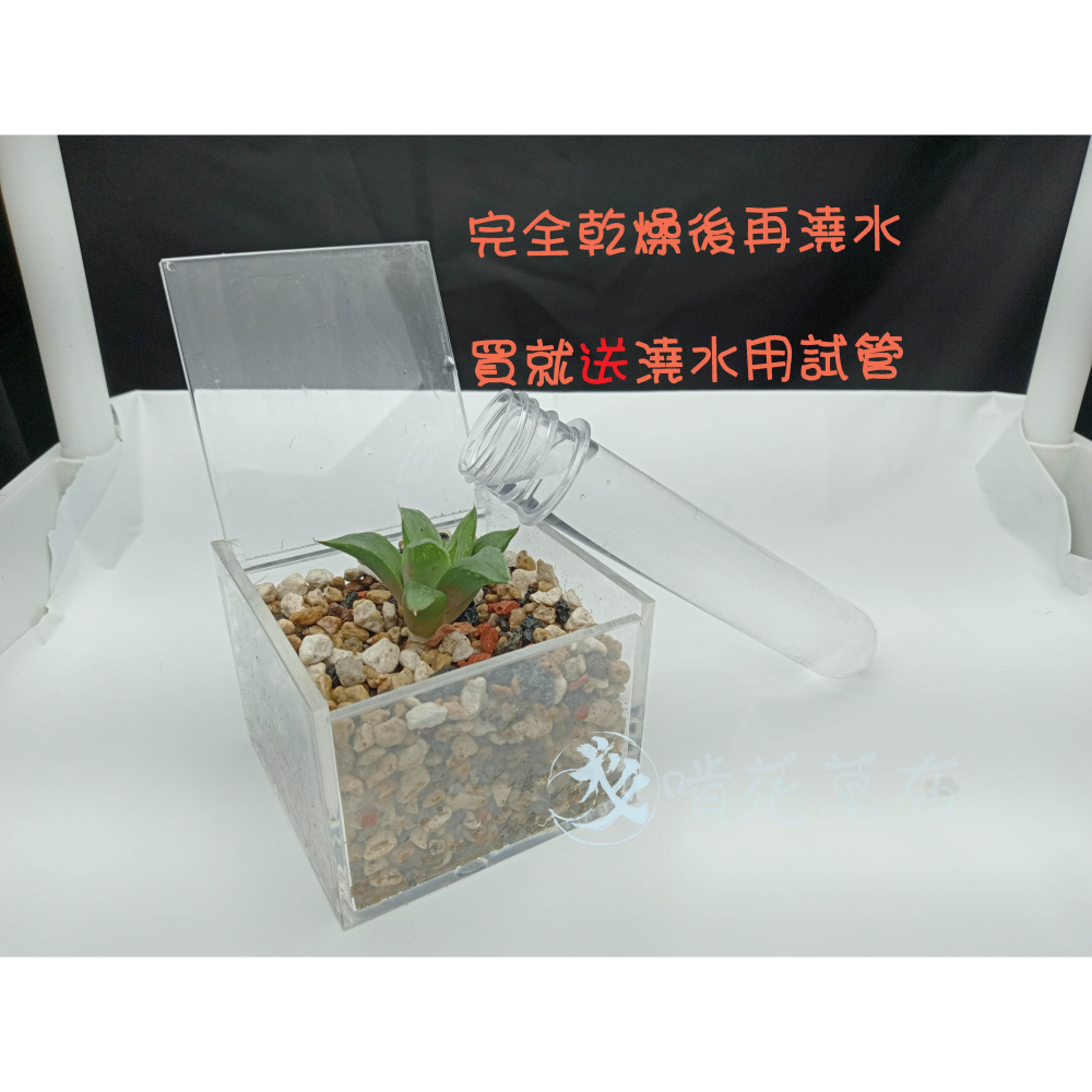 辦公室盆栽/室內盆栽/淨化空氣/山蘇/多肉植物/波士頓蕨/聖誕禮物-細節圖6