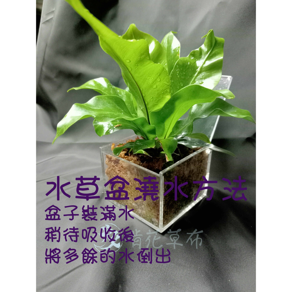 辦公室盆栽/室內盆栽/淨化空氣/山蘇/多肉植物/波士頓蕨/聖誕禮物-細節圖7