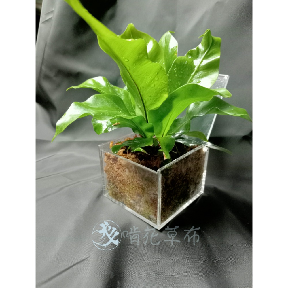 辦公室盆栽/室內盆栽/淨化空氣/山蘇/多肉植物/波士頓蕨/聖誕禮物-規格圖7