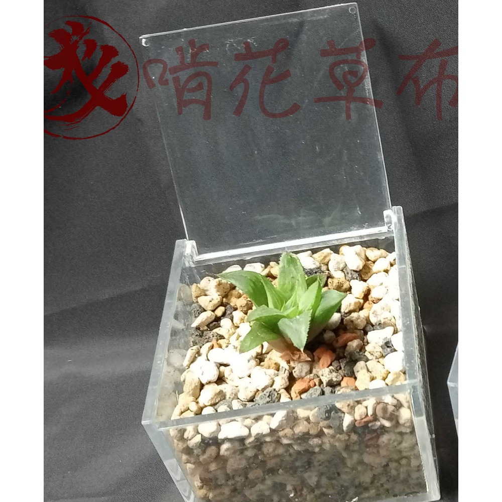 辦公室盆栽/室內盆栽/淨化空氣/山蘇/多肉植物/波士頓蕨/聖誕禮物-規格圖7