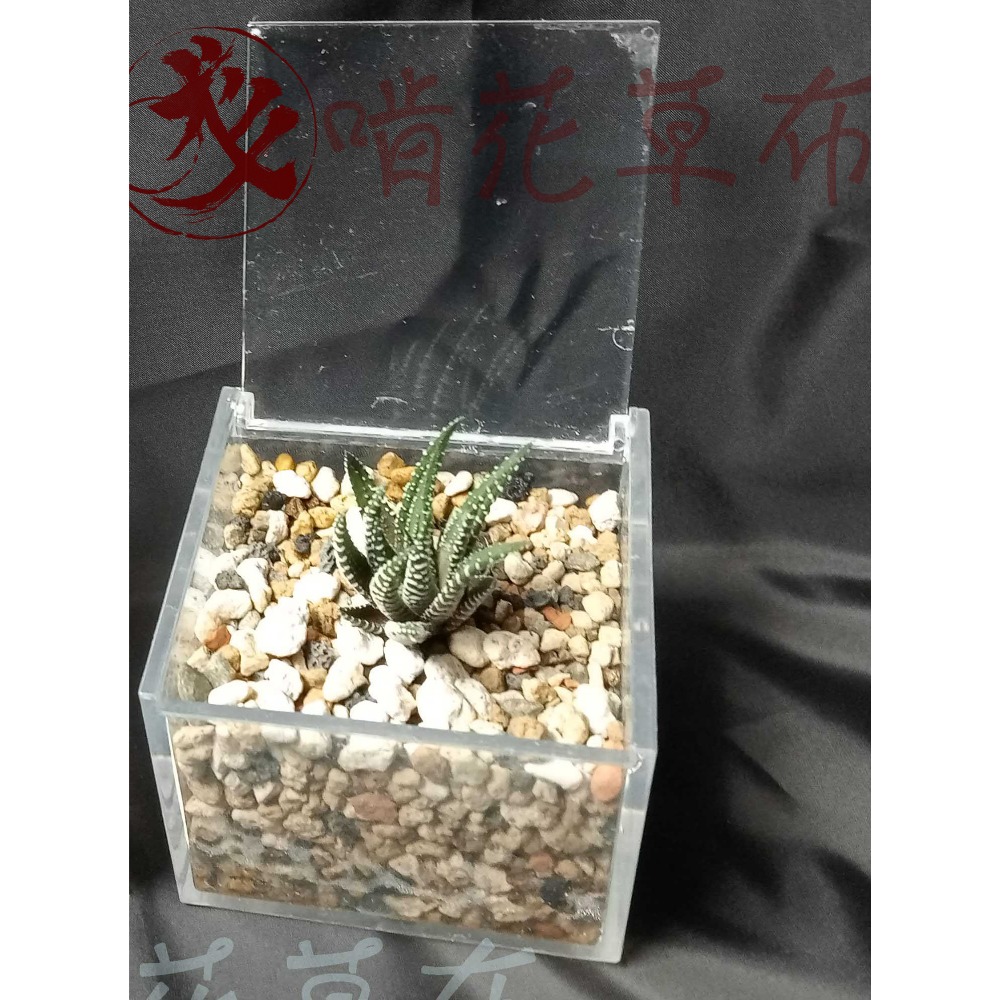 辦公室盆栽/室內盆栽/淨化空氣/山蘇/多肉植物/波士頓蕨/聖誕禮物-規格圖7