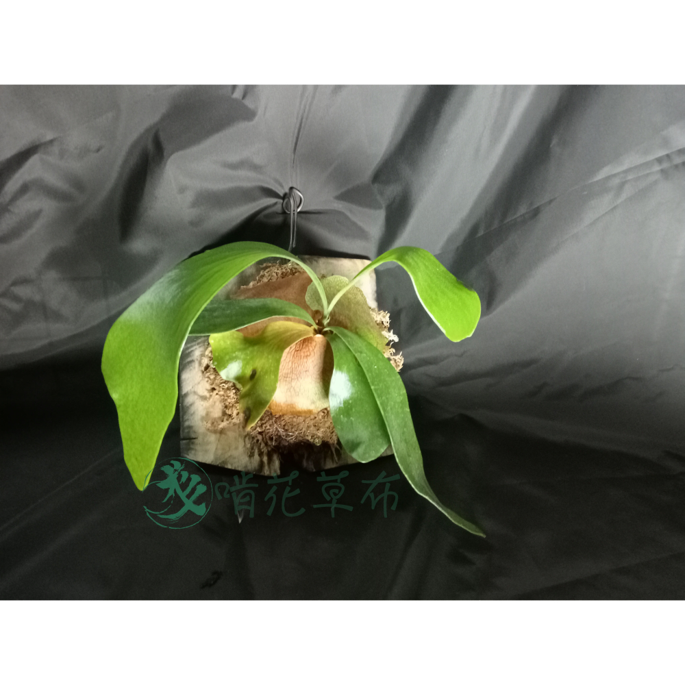 可能是深綠龍或駝鹿-細節圖2