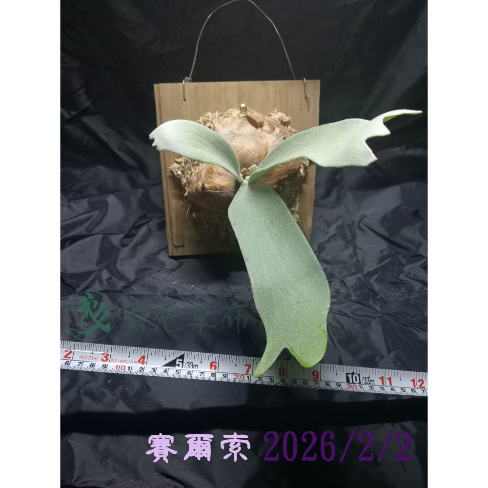 賽爾索/上板鹿角蕨/毛茸茸很可愛-細節圖2