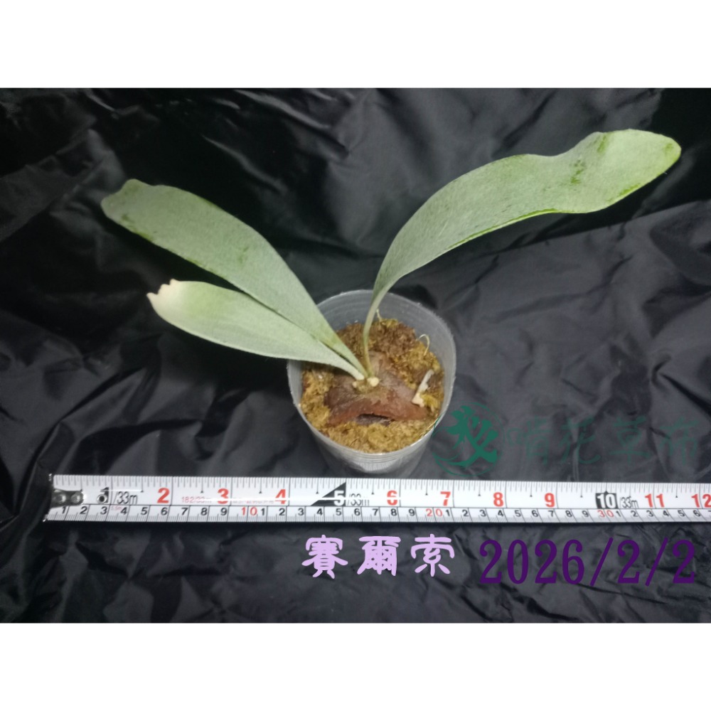 賽爾索/上板鹿角蕨/毛茸茸很可愛-規格圖2