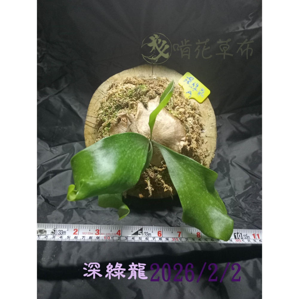深綠龍/大片葉子/鹿角蕨-規格圖2