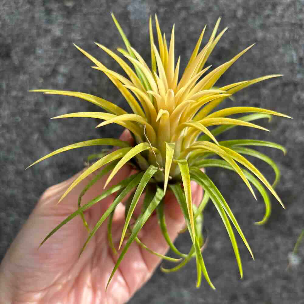 【 厭世植物園 】懶人植物空氣鳳梨-德魯伊(白花)小精靈 限時買一送一(隨機小顆空氣鳳梨)-細節圖2