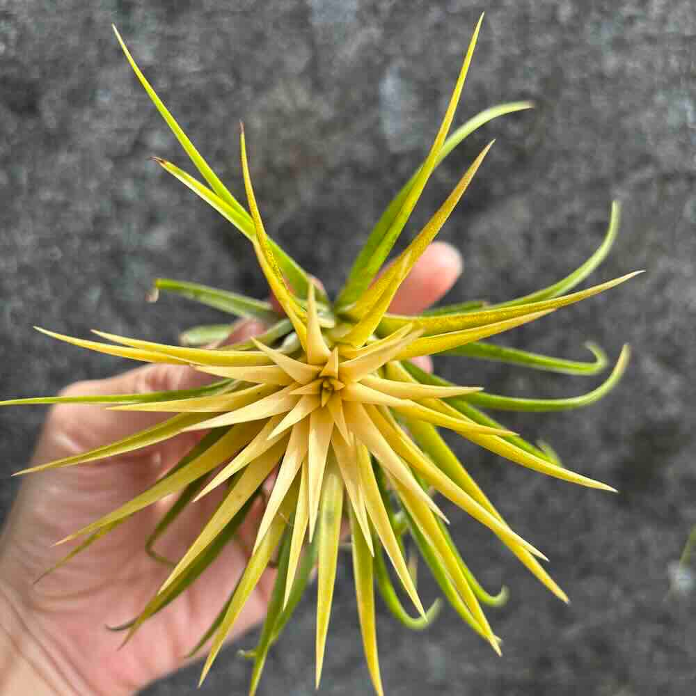 【 厭世植物園 】懶人植物空氣鳳梨-德魯伊(白花)小精靈 限時買一送一(隨機小顆空氣鳳梨)-細節圖3