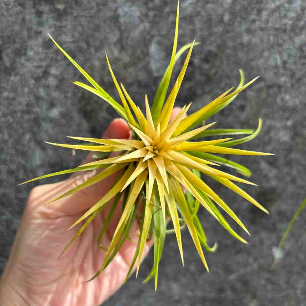 【 厭世植物園 】懶人植物空氣鳳梨-德魯伊(白花)小精靈 限時買一送一(隨機小顆空氣鳳梨)-細節圖4