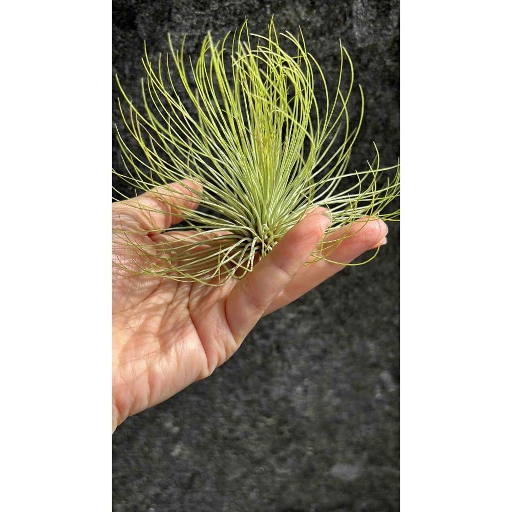 【 厭世植物園 】懶人與植物空氣鳳梨-紅寶石-細節圖2