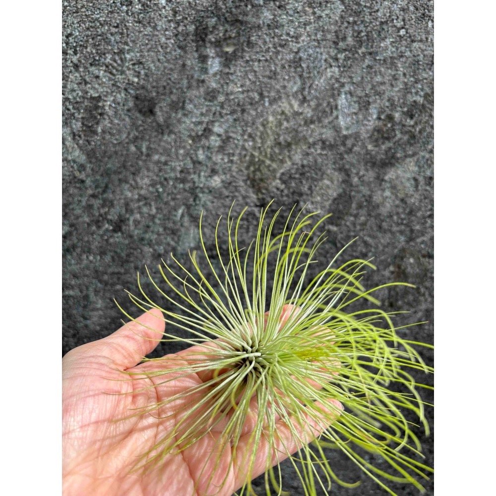 【 厭世植物園 】懶人與植物空氣鳳梨-紅寶石-細節圖3