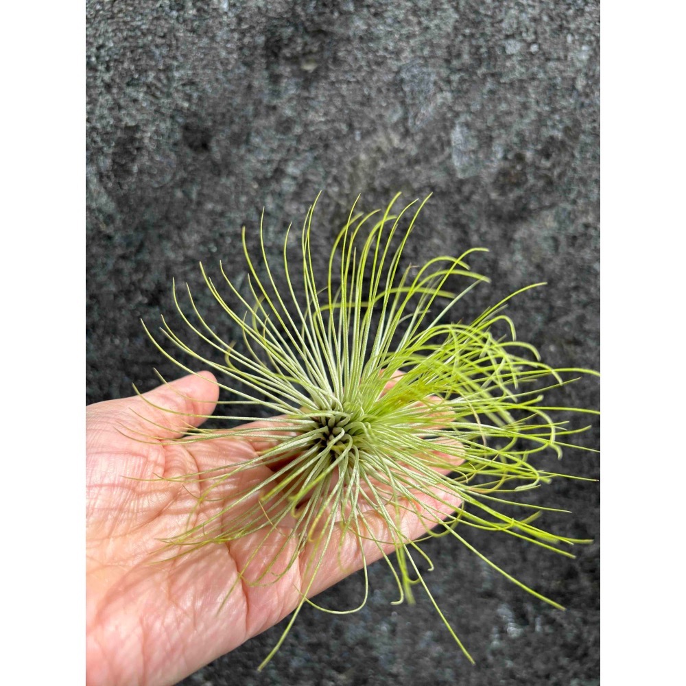 【 厭世植物園 】懶人與植物空氣鳳梨-紅寶石-細節圖4