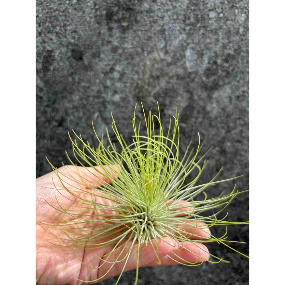 【 厭世植物園 】懶人與植物空氣鳳梨-紅寶石-細節圖5