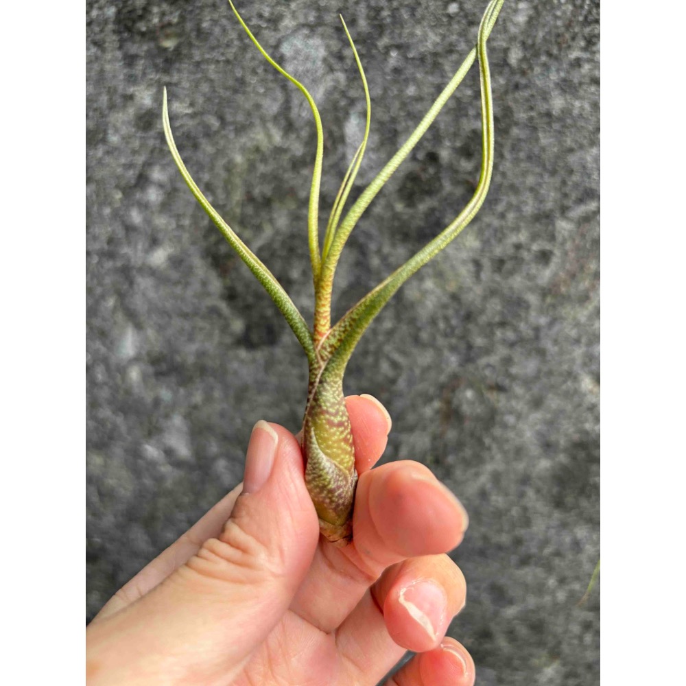 【厭物日.studio】懶人與植物空氣鳳梨-butzii 虎斑章魚-細節圖2