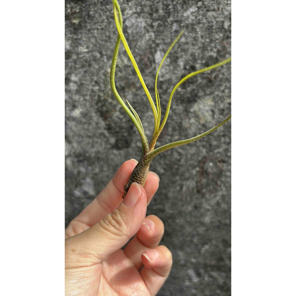 【厭物日.studio】懶人與植物空氣鳳梨-butzii 虎斑章魚-細節圖3