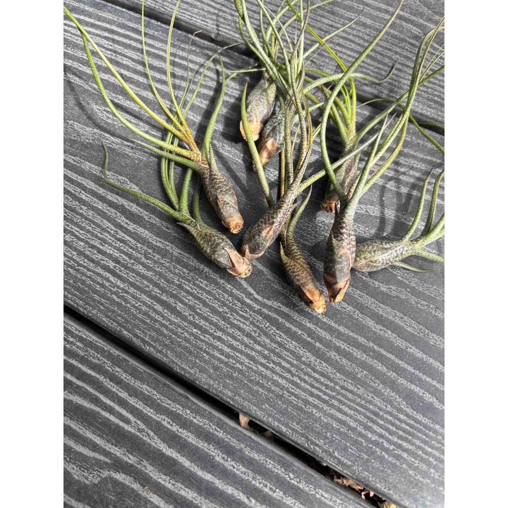 【厭物日.studio】懶人與植物空氣鳳梨-butzii 虎斑章魚-細節圖4