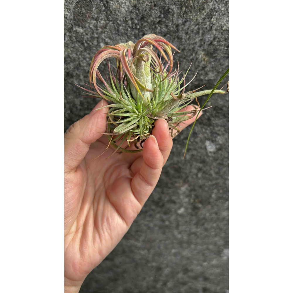 【 厭世植物園 】懶人與植物空氣鳳梨-全紅小精靈 <開完花帶小芽><葉粉紅色> 限時買一送一(隨機小顆空氣鳳梨)-細節圖3