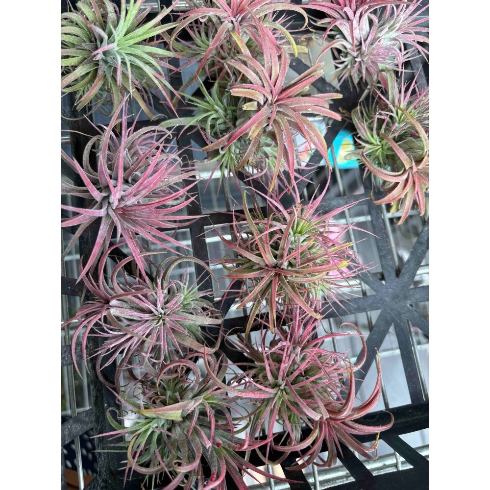 【 厭世植物園 】懶人與植物空氣鳳梨-全紅小精靈 <開完花帶小芽><葉粉紅色>-細節圖2