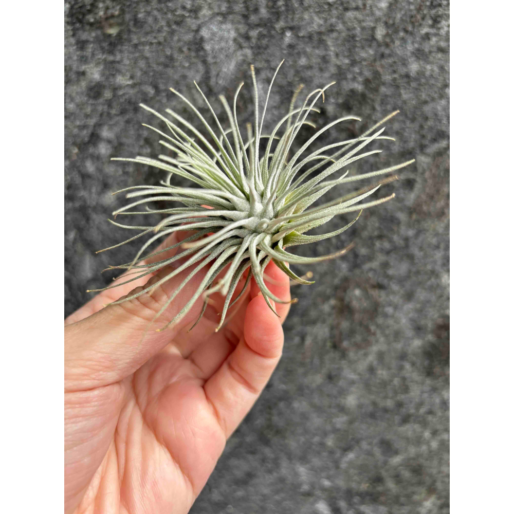 【厭物日.studio】懶人與植物空氣鳳梨-海膽 中型 限時買一送一(隨機小顆空氣鳳-細節圖2