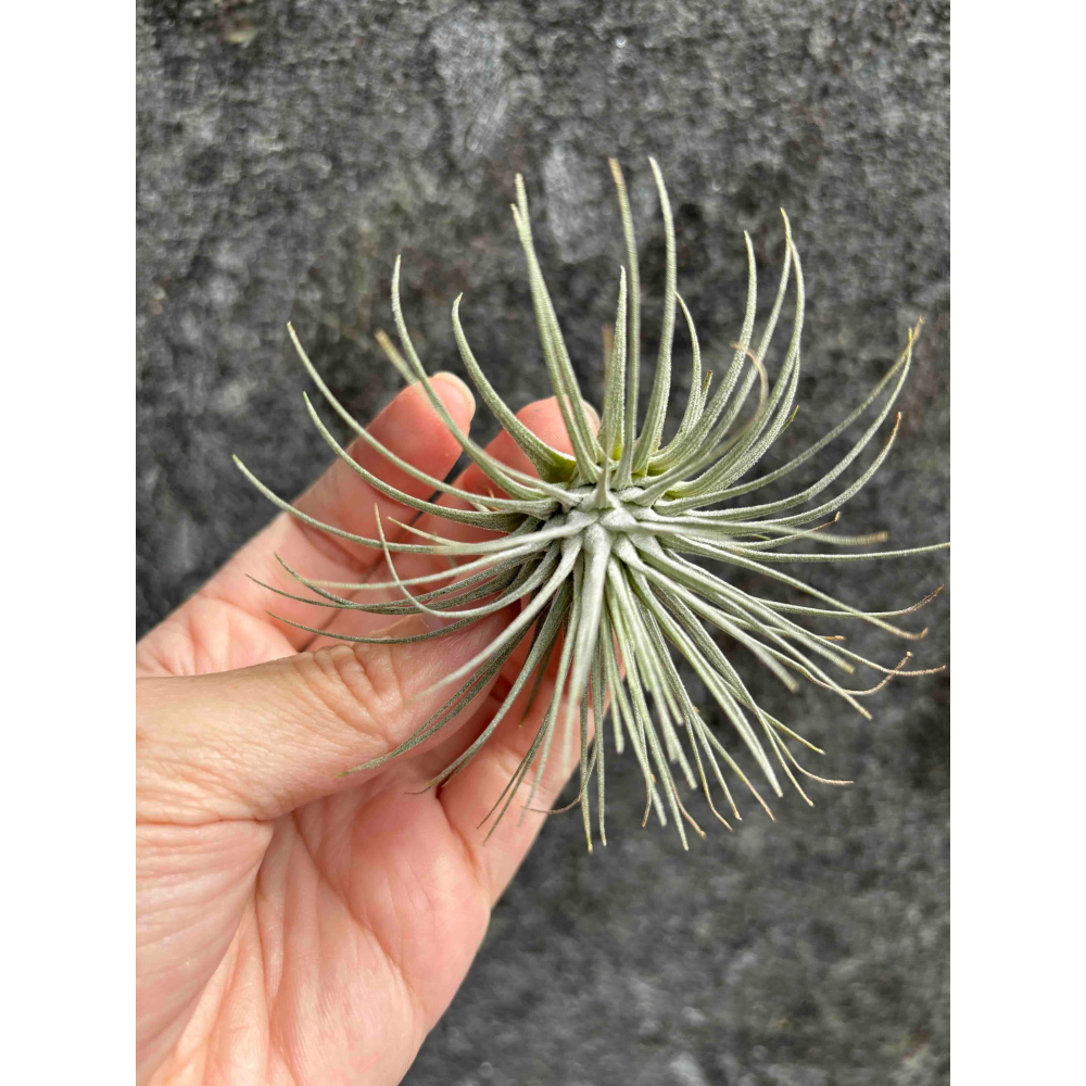 【厭物日.studio】懶人與植物空氣鳳梨-海膽 中型 限時買一送一(隨機小顆空氣鳳-細節圖3