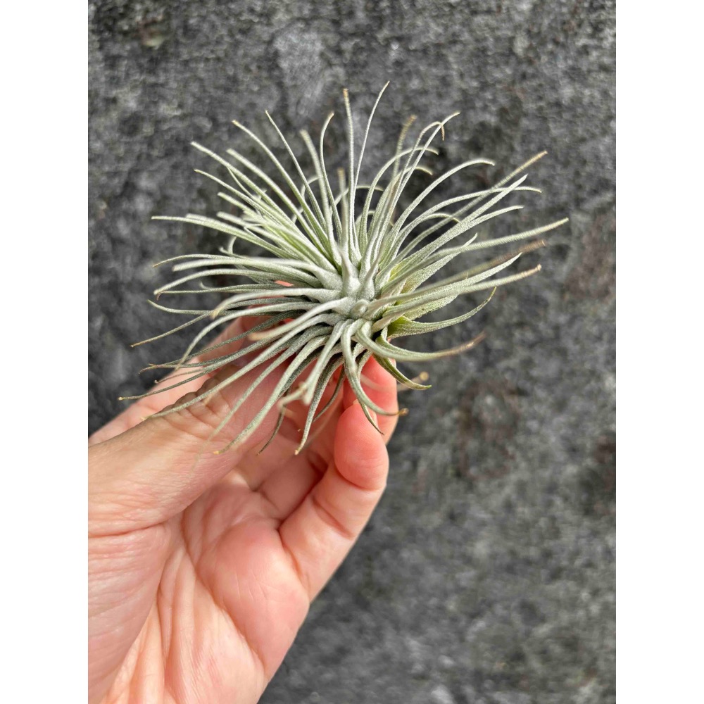 【厭物日.studio】懶人與植物空氣鳳梨-海膽 中型-細節圖2