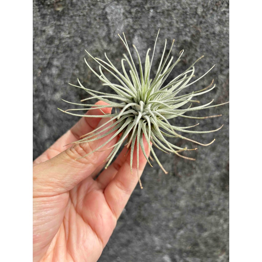 【厭物日.studio】懶人與植物空氣鳳梨-海膽 中型-細節圖4