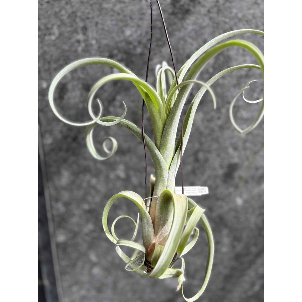 【 厭世植物園 】懶人植物空氣鳳梨-花中花 x 電捲 (超大  限時買一送一(隨機小顆空氣鳳梨)-細節圖2