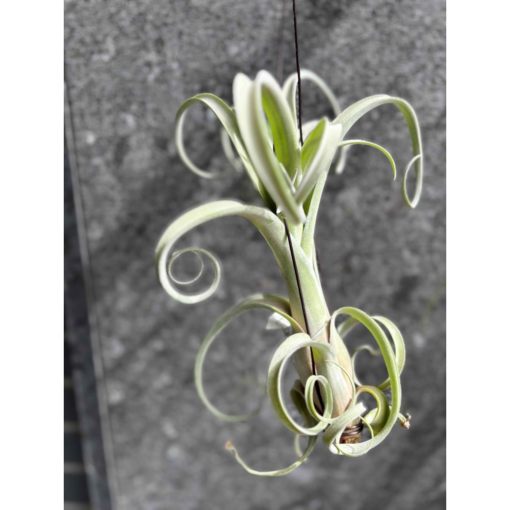 【 厭世植物園 】懶人植物空氣鳳梨-花中花 x 電捲 (超大  限時買一送一(隨機小顆空氣鳳梨)-細節圖3