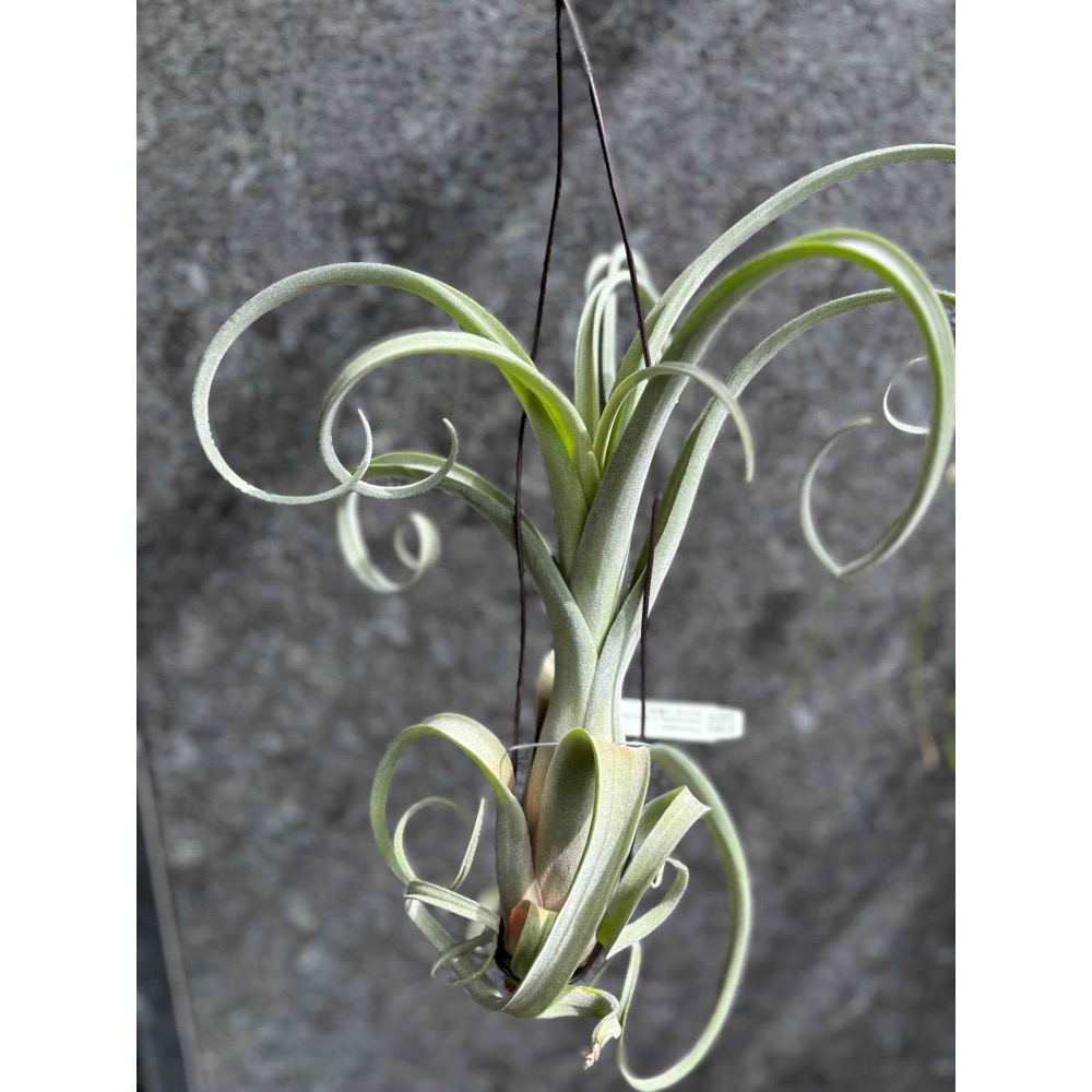 【 厭世植物園 】懶人植物空氣鳳梨-花中花 x 電捲 (超大  限時買一送一(隨機小顆空氣鳳梨)-細節圖4