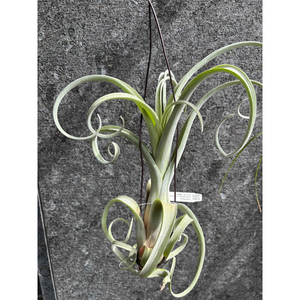 【 厭世植物園 】懶人植物空氣鳳梨-花中花 x 電捲 (超大  限時買一送一(隨機小顆空氣鳳梨)-細節圖5