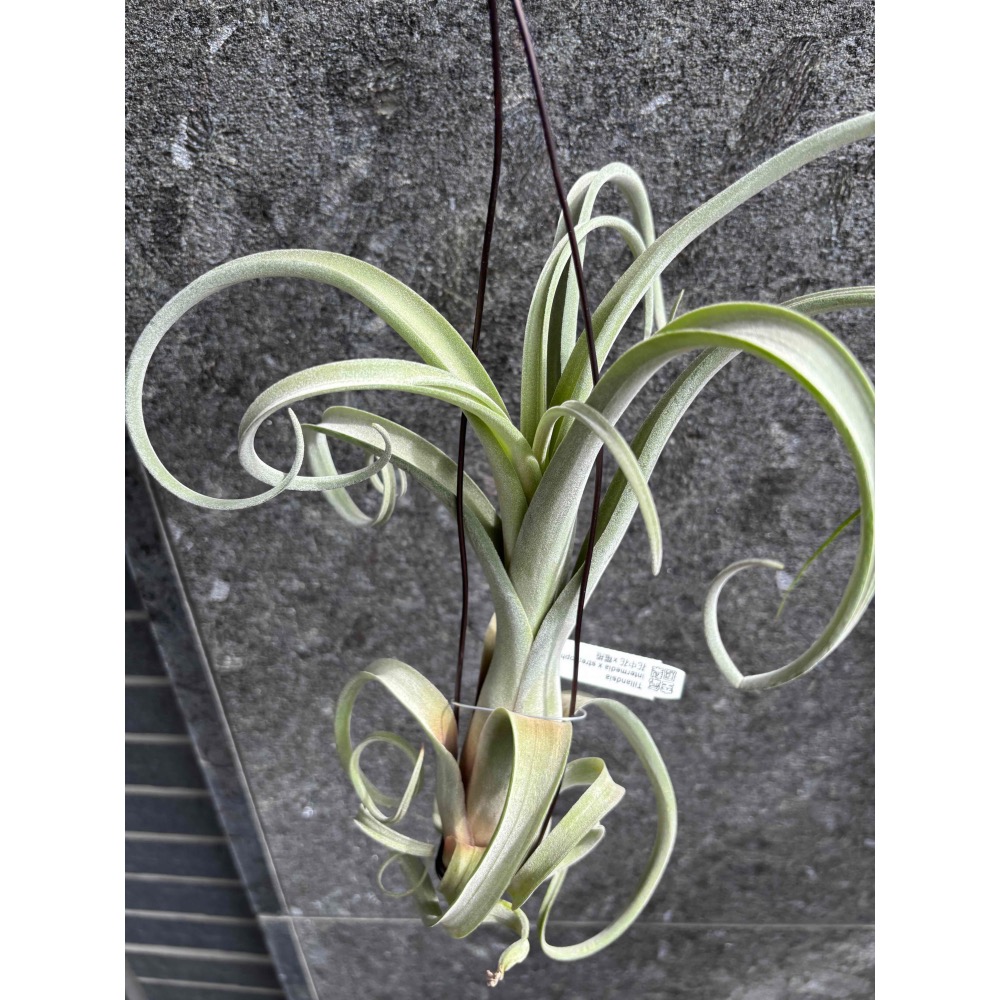 【 厭世植物園 】懶人植物空氣鳳梨-花中花 x 電捲 (超大  限時買一送一(隨機小顆空氣鳳梨)-細節圖6