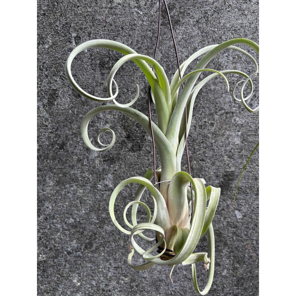 【 厭世植物園 】懶人植物空氣鳳梨-花中花 x 電捲 (超大-細節圖7