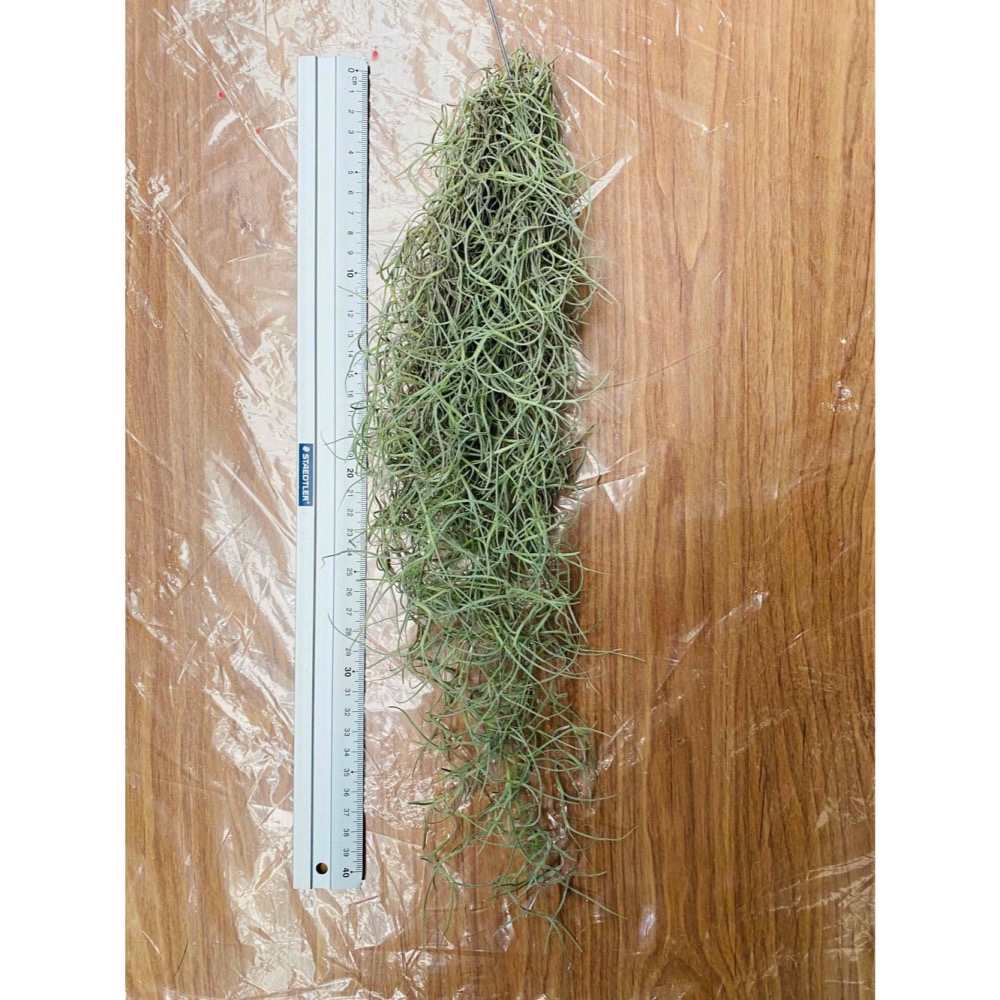 【厭物日.studio】懶人與植物空氣鳳梨-銀葉菘蘿-細節圖2