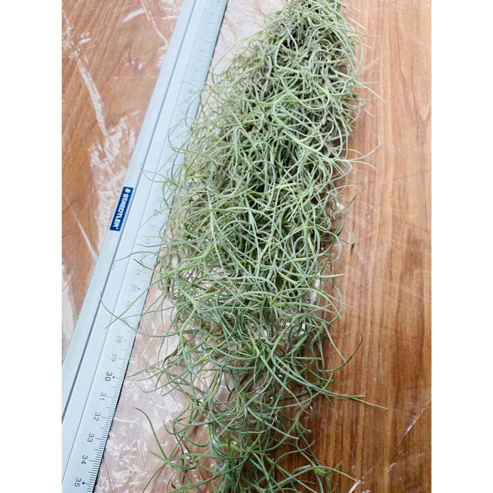 【厭物日.studio】懶人與植物空氣鳳梨-銀葉菘蘿-細節圖3